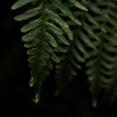 Green fern shot from close range
